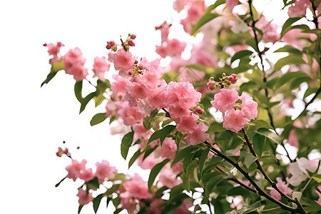 树上的粉色花朵图片