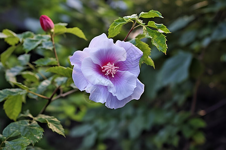 花园里紫色花朵图片