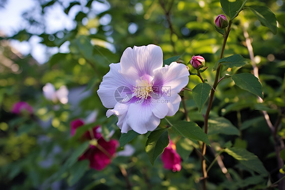 花海中的粉紫之美图片