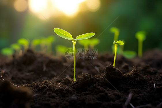 一群小绿苗在泥土中生长图片