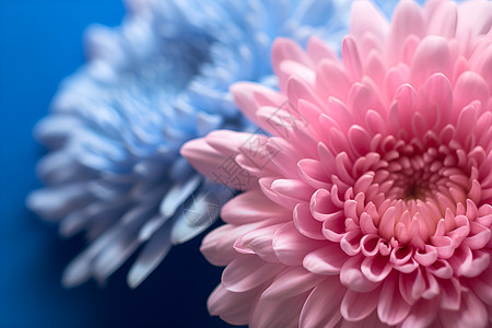 粉蓝色花朵图片