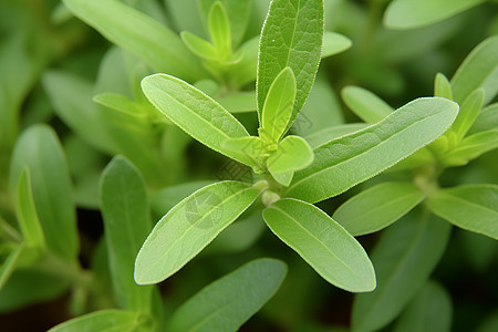 绿色植物的叶子图片