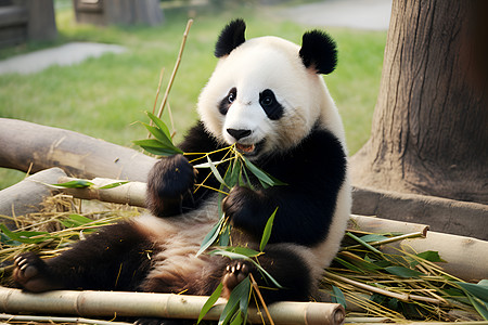 人造草地熊猫在吃竹子背景