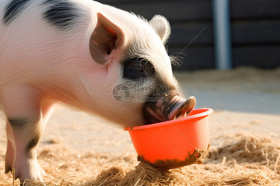 小猪正在进食图片