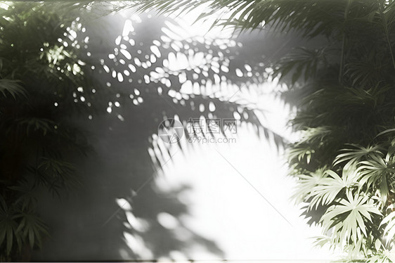 热带植物的光影图片