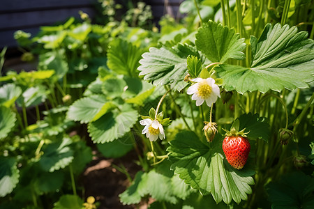 繁茂的草莓植株图片