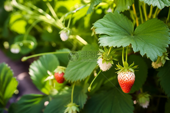 野生草莓图片