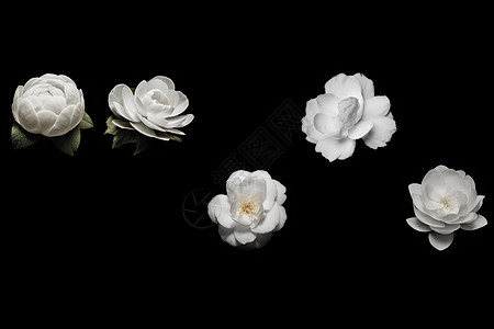 五朵白花图片