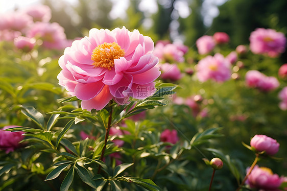 繁花绽放图片