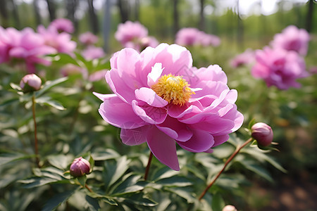 芳香绽放图片