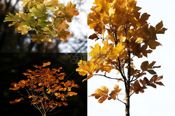 秋日树叶的集萃图片