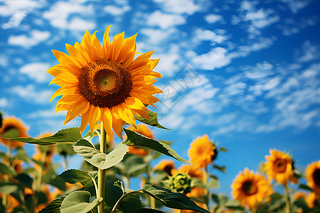一朵向阳而开的向日葵高清图片