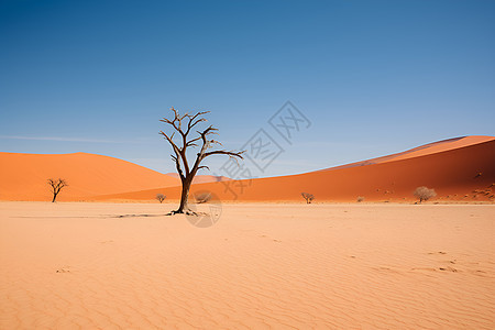 著名的撒哈拉沙漠图片