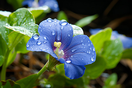 水滴点缀的蓝色花朵图片