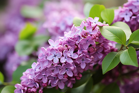 美丽的丁香花花海图片