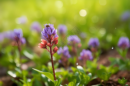田野中的小紫花图片
