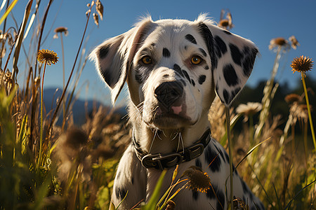 忠诚伴侣的斑点犬图片