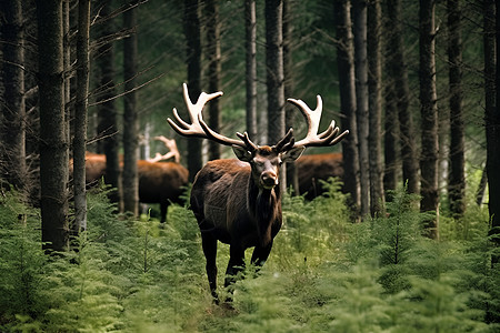 在森林里漫步漫步在林中的鹿背景