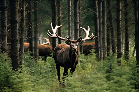 漫步在林中的鹿背景图片