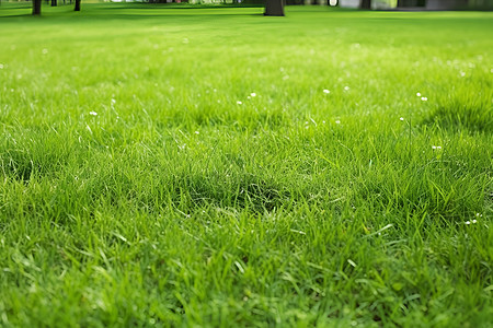 公园里新鲜的绿草地背景图片