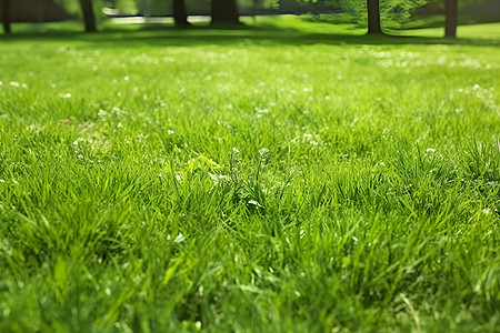 生机勃勃的绿草地图片