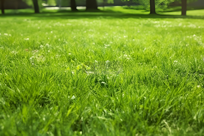 生机勃勃的绿草地图片