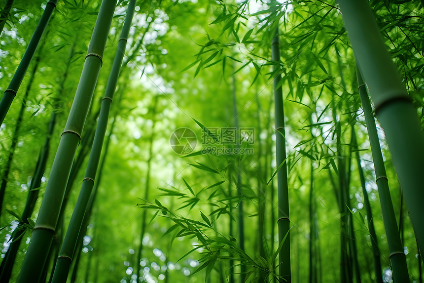 自然绿色的竹林图片
