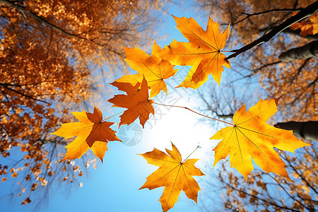 秋天金黄色的树叶背景图片