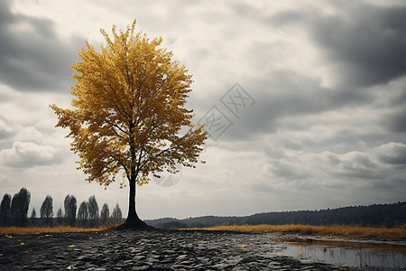 秋日孤寂的大树背景图片