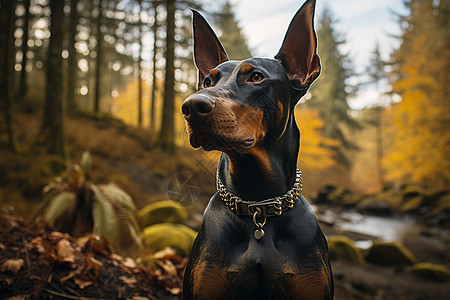 户外森林中的黑色犬只图片