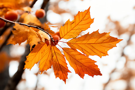 金黄色的秋季树叶背景图片