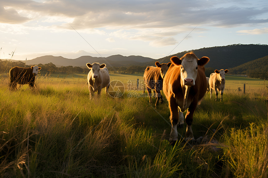 牧场黄昏下的牛群图片