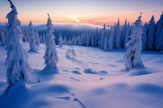 冬日林间的雪景图片