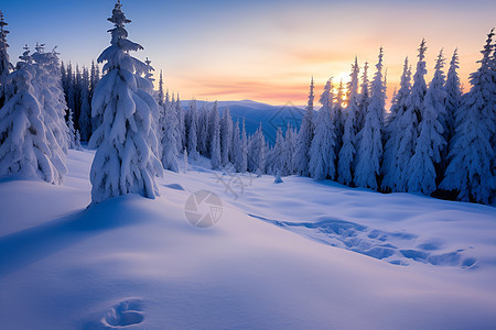 冬季雪景中的树林背景图片