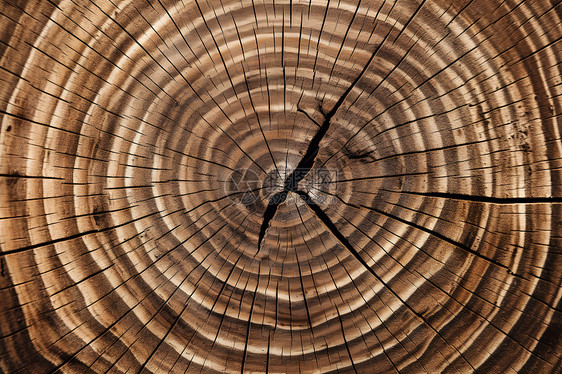 木材年轮图片