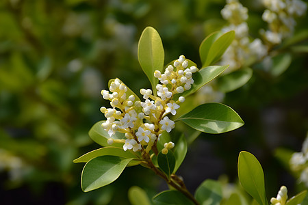 白花绿叶的植物背景图片