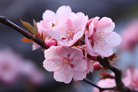 桃花朵朵开背景图片