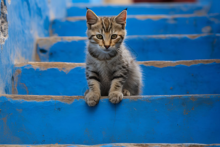 阶梯上的猫图片