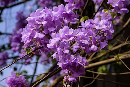 美丽的丁香花背景图片