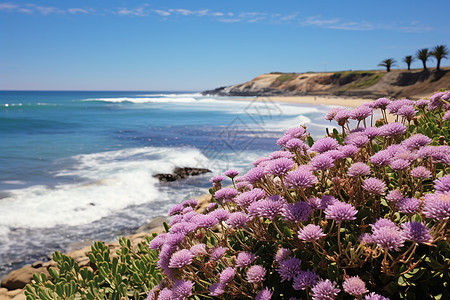 紫花海滩的美景图片