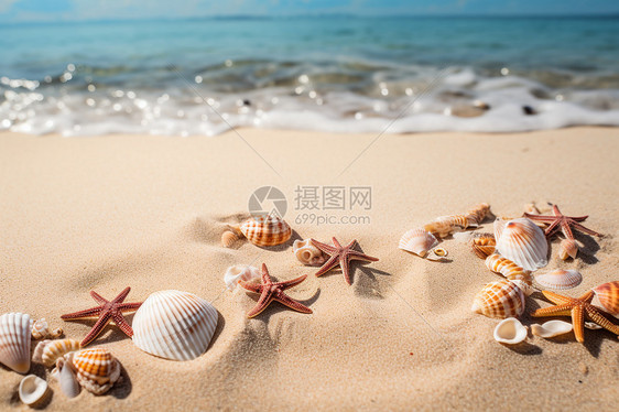 贝壳与海星的海滩图片