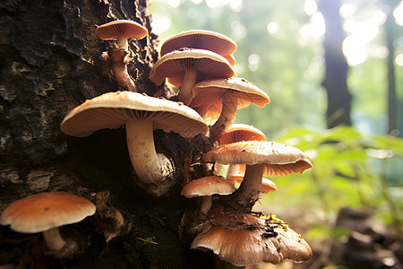 森林里一群蘑菇图片
