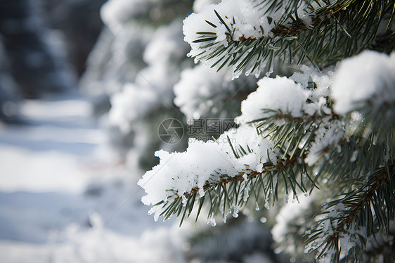 冬季雪中的松树图片