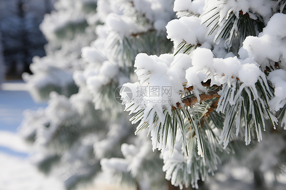 冬季松树上的白雪图片