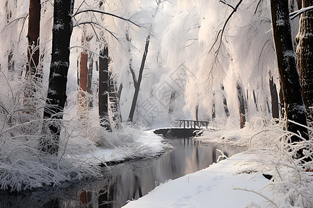 冬季白雪覆盖的树木背景图片