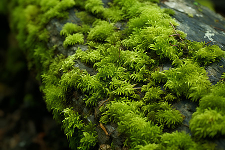 森林木头上的青苔图片