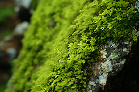 绿色的青苔苔藓图片