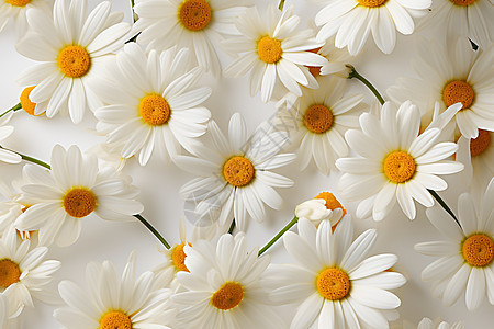 雏菊花卉背景图片