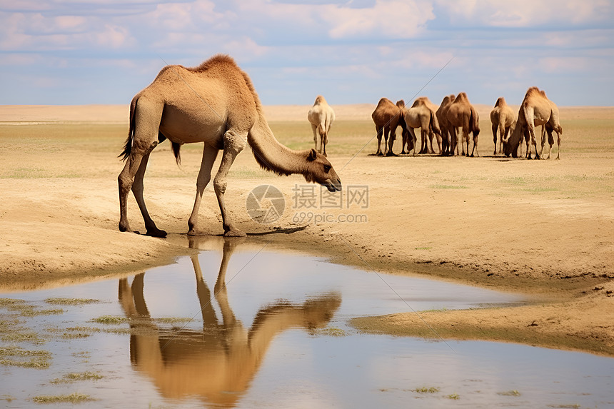 沙漠喝水的骆驼图片
