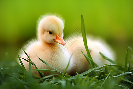 草坪上的小鸭图片